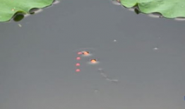 七星漂,探寻神秘星象的宇宙奥秘